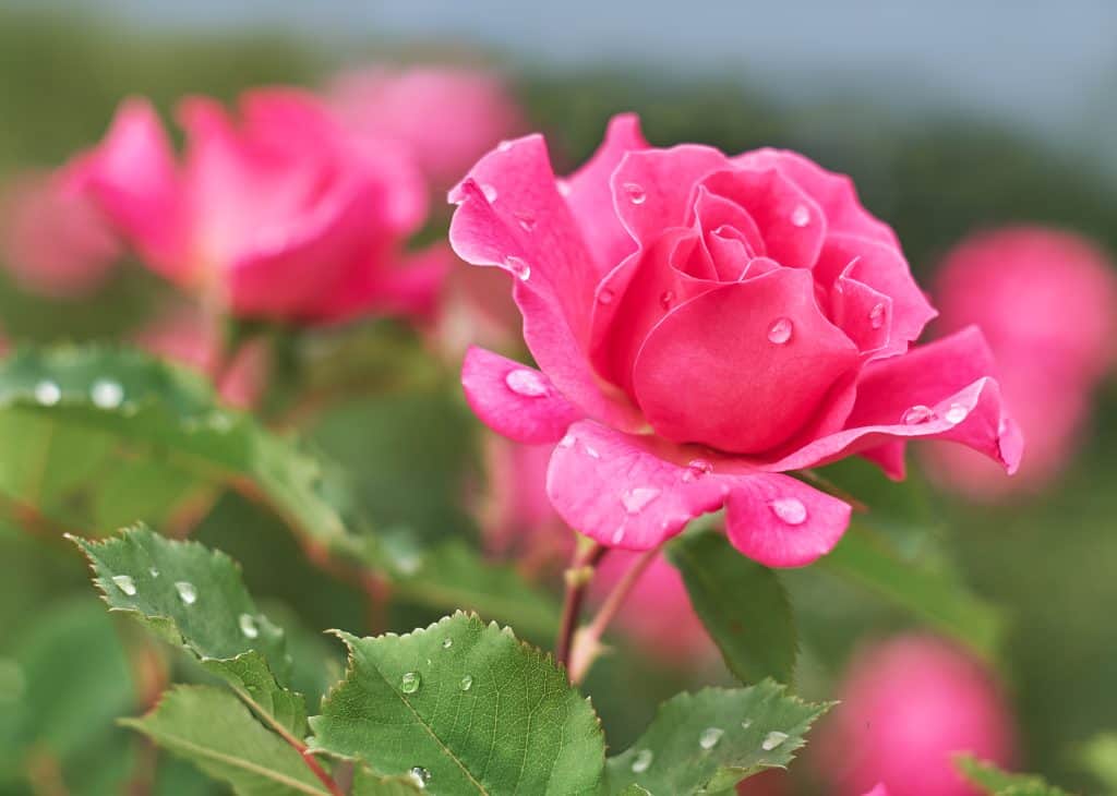 5 najzanimljivijih činjenica o ružama
