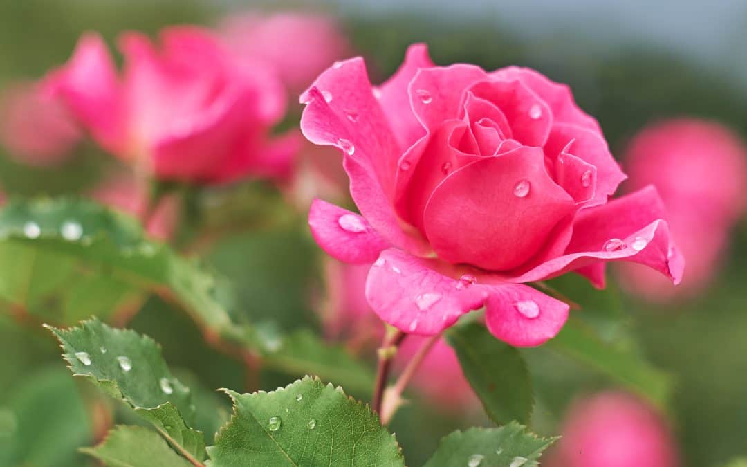 5 najzanimljivijih činjenica o ružama
